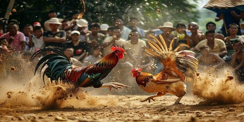 Thông tin tổng quan về đá gà Campuchia 18WIN